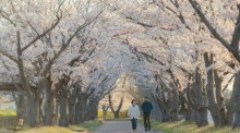 Ein Paar genießt einen friedvollen Spaziergang unter einer Allee von blühenden Kirschbäumen. Foto: Pixabay/Morn In Japan