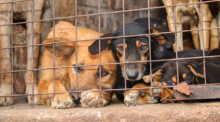 Hunde in Uganda, die laut Tierschützern für inszenierte Rettungsaktionen missbraucht wurden. Experten beraten über Maßnahmen gegen Tierquälerei in sozialen Medien. Foto: Animal Welfare Alliance Uganda/dpa