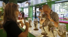 Ein Kunde riecht an verschiedenen Marihuana-Sorten in der ersten Coffeshop-Filiale der europäischen Top-Cannabis-Samenbank „Royal Queen Seeds“ in Bangkok. Foto: epa/Rungroj Yongrit