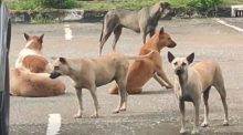 Streunende Hunde haben sich auf dem Gelände des Rathauses von Chiang Mai angesiedelt und sorgen zunehmend für Beschwerden von Besuchern. Bild: Khaosod English