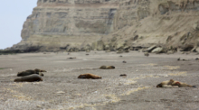 Mehrere tote Mähnenrobben liegen an einem patagonischen Atlantikstrand in der Nähe von Viedma, Provinz Río Negro, Argentinien. Foto: Juan Macri/Ap/dpa