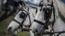 Zwei Fiakerpferde ziehen eine Kutsche durch Wien. Während der Corona-Pandemie litt das traditionsreiche Gewerbe unter ausbleibenden Fahrgästen. Foto: epa/Christian Bruna
