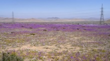 In der Wüste der Atacama-Region blühen Blumen. Foto: epa/Adriana Thomasa
