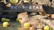 Wasserschweine im heißen Bad des Zoo Izu Shaboten. Foto: Izu Shaboten Zoo/dpa