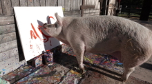 Pigcasso, ein malendes Schwein aus Südafrika, "malt" ein Bild. Foto: Kristin Palitza/dpa