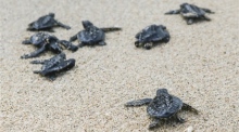 An einem Strand in Serangan, Bali, schlüpfen Schildkrötenbabys und machen sich auf den Weg ins Meer, nachdem sie dort ausgesetzt wurden. Foto: epa/Made Nagi
