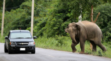 Aus der zunehmenden Besiedlung in Thailand resultieren Konflikte zwischen Elefant und Mensch. Foto: epa/Barbara Walton
