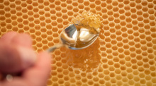 Ein Imker löffelt Honig aus einer Bienenwabe in seiner Stadtwohnung. Einer EU-Einigung zufolge müssen die Herkunftsländer von Honig künftig auf dem Etikett angegeben werden. Foto: Friso Gentsch/dpa