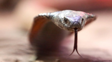 Nach der Sichtung einer giftigen Kobra in Castelginest suchen Einsatzkräfte weiter nach dem gefährlichen Reptil. Foto: Roland Weihrauch/dpa