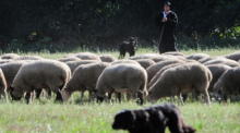Schäfer Florian Hirsch aus Bayern führt eine Schafherde durch einen Parcours beim Bundeshüten in Brambach (Sachsen-Anhalt). Foto: Simon Kremer/dpa