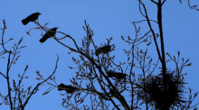 Krähen sitzen auf dem Gelände des Universitätsklinikums auf einem kahlen Baum neben einem Nest. Foto: Karl-Josef Hildenbrand/dpa