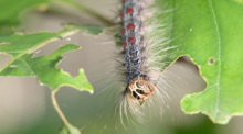 Raupe des Schwammspinners Eichenblatt. Während Regionen betroffen sind so bleibt Berlin dieses Jahr von der Plage verschont. Foto: Sebastian Willnow