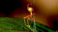 Eine australische Ballista-Spinne baut ihre raffinierte Falle, mit der sie Ameisen in ihr Netz katapultiert. Foto: Pranav Joshi/Ajay Narendra/dpa