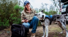 Koala-Spürhund Bear geht nach seinem Einsatz während der verheerenden Buschfeuer in Australien in den Ruhestand und wird für seine Arbeit gewürdigt. Foto: dpa/Stacey Hedman