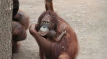 Die Orang-Utan-Mutter Cantik kümmert sich fürsorglich um ihr kleines Mädchen, das am 14. März geboren worden ist. Foto: Carina Braun/Zoo Rostock/dpa