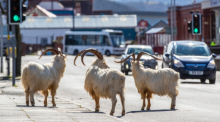 Ziegen stehen auf einer Straße, die aufgrund der Ausgangsbeschränkungen zur Eindämmung des Coronavirus nur schwach befahren ist. Foto: Peter Byrne/Pa Wire/dpa