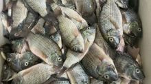 Die invasive Fischart „Blackchin Tilapia“ wurde nach Angaben lokaler Fischer vor dem Pattaya Beach gefangen. Bild: ลุง นิ่ม/Facebook