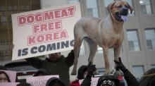 Die Reaktion auf die Verabschiedung des Gesetzes zum Verbot des Handels mit Hundefleisch in Südkorea. Foto: epa/Jeon Heon-kyun
