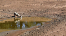 Ein Schaf trinkt an einer Wasserstelle in Australien. Wetterextreme wie El Niño verstärken weltweit die Folgen des Klimawandels. Foto: dpa/Dean Lewins/aap