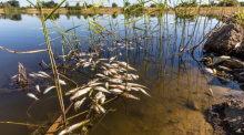 Tote Fische schwimmen in der Oder bei Brieskow-Finkenheerd. In der Oder ist es zu einem massiven Fischsterben gekommen. Foto: Frank Hammerschmidt/dpa