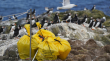 Gelbe Abfallsäcke mit den Kadavern toter Vögel stehen auf Staple Island, einer Insel der Outer Group der Farne-Inseln vor der Küste Northumberlands. Foto: Owen Humphreys/Pa Wire/dpa
