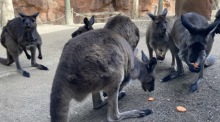 Die Kängurubande frisst Südkartoffel-Snacks im Wild Life Sydney Zoo. Foto: Carola Frentzen/dpa