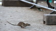 Eine Ratte läuft, aufgeschreckt durch die Aufräumabeiten der Stadtreinigung. Foto: Bernd von Jutrczenka/dpa