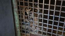 Sumatra-Tiger. Foto: epa/Adi Weda