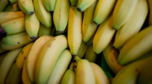 Bananen liegen am 04.02.2016 in einer Kiste in einem Supermarkt in Nürnberg. Foto\ Daniel Karmann/dpa