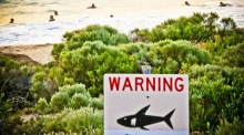 Australischer Surfer stirbt bei Hai-Angriff. Foto: epa/Rebecca Le May