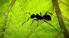 Den Schätzungen eines internationalen Forscherteams zufolge gibt es weltweit auf Bäumen und Böden rund 20 Billiarden Ameisen. Foto: Sina Schuldt/dpa
