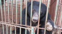Ein asiatischer Schwarzbär sitzt gefangen in einem engen Metallkäfig auf einer Bärengallefarm, wo den Tieren täglich Galle aus der Gallenblase entzogen wird. Foto: Animals Asia/dpa
