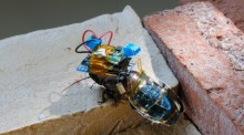 Cyborg-Kakerlake, die mit einem winzigen drahtlosen Steuermodul ausgestattet ist, das von einer wiederaufladbaren Batterie, die mit einer Solarzelle verbunden ist, betrieben wird. Foto: Kenjiro Fukuda/dpa