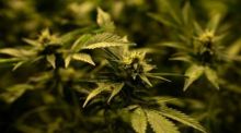 Foto: Crystalweed Cannabis Crystalweed