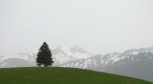 Ein Baum steht vor den im Dunst liegenden Alpen auf einem Hügel. Saharastaub zieht momentan über Deutschland. Durch den Wüstenstaub kann der Sonnenschein milchig und getrübt erscheinen. Foto: Karl-Josef Hildenbrand/dpa