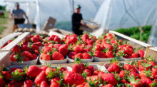 Kisten mit frisch gepflückten Erdbeeren stehen vor Treibhaus-Tunneln. Foto: Uwe Anspach/dpa