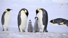 Kaiserpinguine mit ihren Küken. Foto: Myeongho Seo,mydada88@gmail.com/dpa