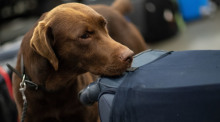 Drogenspürhund Kalle schnüffelt während einer Gepäckkontrolle des Zolls am Flughafen Köln/Bonn an Koffern. Foto: Marius Becker/dpa