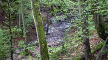 Blick auf ein Waldstück mit feuchtem Boden im Siebengebirge. Foto: Thomas Banneyer/dpa