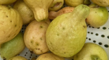 Die birnförmigen Rio-Guaven sind außen gelb, innen rot, können problemlos zu Konfitüren verarbeitet werden. Fotos: hf