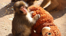 Der Japanmakak «Punch» mit einem plüschigen Orang-Utan im Zoo und Botanischen Garten Ichikawa. Foto: @ichikawa_zoo/dpa