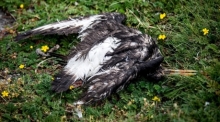 Ein toter Vogel liegt am Deich der zu Hamburg gehörenden Insel Neuwerk. Foto: Sina Schuldt/dpa