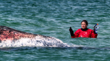 Tierärztin Anne Herrschaft untersucht mit Helfern einen toten Wal vor der dänischen Insel Anholt. Foto: Marcus Golejewski/dpa