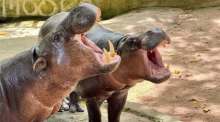 Moo Deng (rechts) mit seiner Mutter im Khao Kheow Open Zoo. Bild Khao Kheow Open Zoo