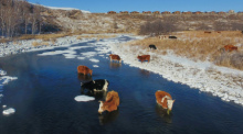 Kühe trinken Wasser aus dem Halha Fluss im Norden von China. Antibiotika-Resistenzen sind ein drängendes Problem. Wissenschaftler haben viele Daten ausgewertet und sind auf Resistenz-Hotspots gestoßen. Foto: Zou Yu/Xinhua/dpa