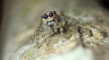 Die südamerikanischen Spinne Guriurius minuano ist die 50 000ste identifizierte Spinnenart. Die Liste der bekannten Spinnenarten ist auf 50 000 angewachsen. Foto: Damián Hagopián/dpa