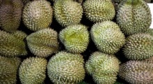 In der Provinz Rayong verursachte ein schwerer Sommersturm erhebliche Schäden in zahlreichen Durian-Plantagen. Archivbild: epa/Diego Azubel