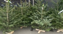 Kleinere Weihnachtsbäume gibt es bei der Migros, plus Adventskränze. Fotos: hf
