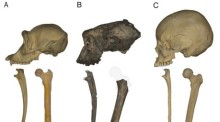 Schädel- und Knochenfunde zeigen, dass der Vormensch Sahelanthropus tchadensis bereits vor rund sieben Millionen Jahren aufrecht gehen konnte. Foto: Scott A. Williams/Center For The Study Of Human Origins/dpa