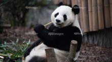 Chengdu Forschungsbasis für die Zucht des Großen Pandas in Chengdu. Foto: epa/Xinhua / Xu Bingjie
